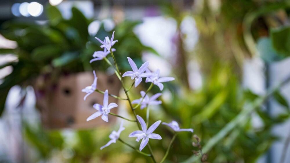 Archivní foto Artur Irma